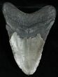 Bargain Inch Megalodon Tooth #2337-2